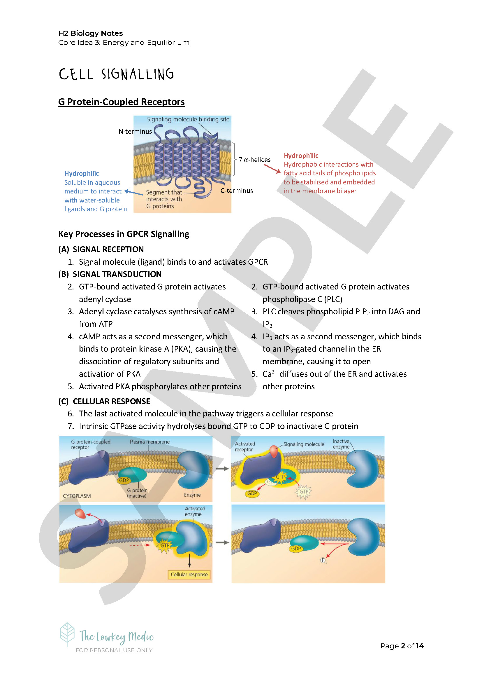 A-Level H2 Biology Notes - FREE - The Lowkey Medic